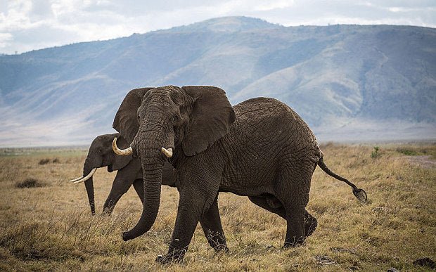 Tanzania Elephants