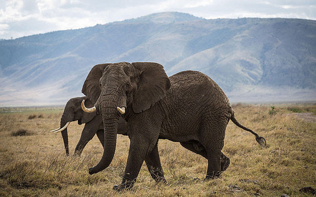 Tanzania’s elephant catastrophe